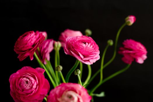 The ranunculi are pink on a black background. Spring bouquet for birthday, Mother's Day, March 8, International Women's Day, anniversary. Happy Valentine's Day.
