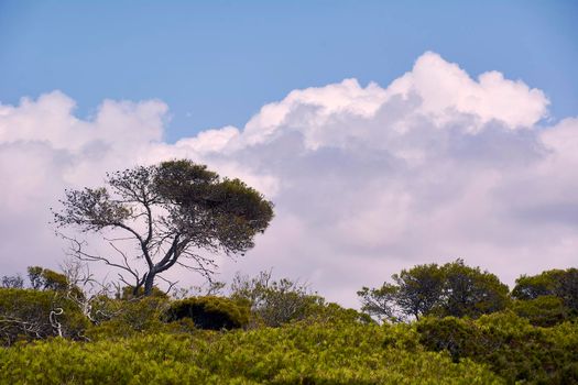 Tree with few branches among the vegetation. Sky with clouds and blue, green tones, Mediterranean vegetation.