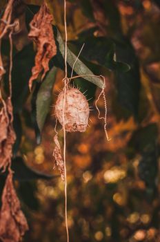 Echinocystis lobata wild cucumber, spiny cucumber , invasive plant species, fruit dry capsule on oak in the fall.