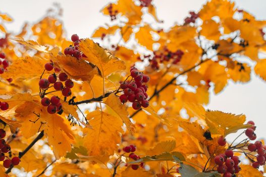 orange ripe bouquet of mountain ash with yellow leaves of mountain ash in the autumn season. autumn colorful red rowan branch. rich harbest in the fall season. Template for design. Copy space