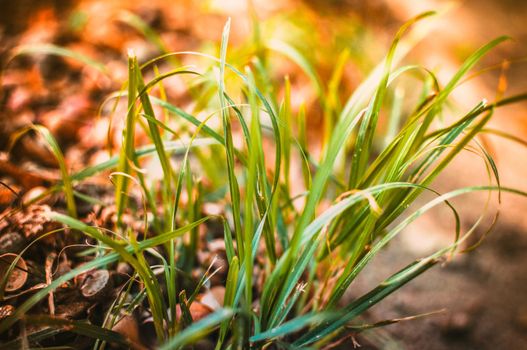 green bush of grass in a forest lit by the sun with acorns