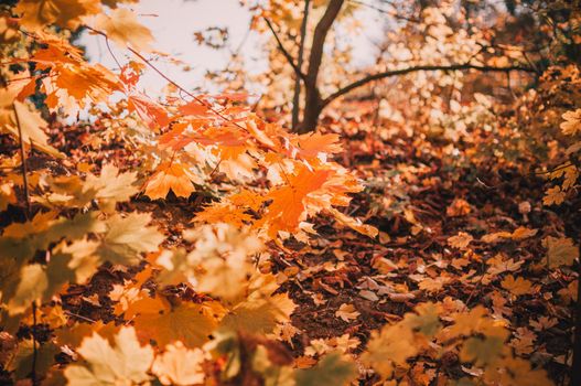 beautiful autumn leaves of yellow oak closeup. Autumn landscape background. Autumn abstract background with gold oak. Autumn nature forest background for design.