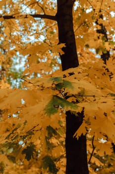 beautiful autumn leaves of yellow maple closeup. Autumn landscape background. Autumn abstract background with gold maple. Autumn nature forest background for design.Copy space.