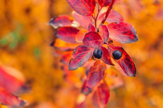 Berry on cotoneaster branch on a fall bokeh background. Autumn colorful leaves of red, yellow, orange. Bearberry bush with autumn leaves close-up. Autumn background with colorful rich flora.