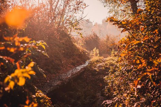 beautiful autumn yellow leaves on the ground in a park close-up on the background of a large river. Autumn landscape background. Autumn abstract background. Autumn nature forest background for design.