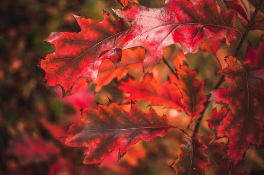 Autumn landscape background. Red autumn oak leaves in a young forest early in the morning at sunrise. Fallen Leaf Season Concept