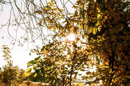 Fresh yellow leaves in the forest framing the sun in the middle and forming rays of light. The concept of the onset of autumn.