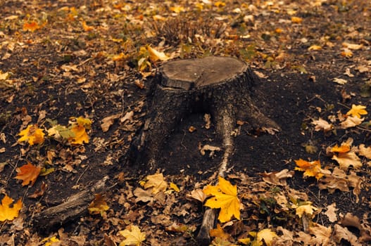 natural view of a stump and yellow maple leaves in the autumn forest. Wooden stump with autumn leaves and forest on a background of nature. Beautiful autumn scene, template for design. Copy space