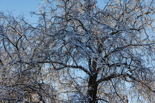 snow covered winter tree on blue sky background full frame upward view.