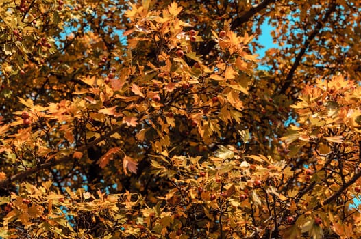 beautiful autumn leaves of yellow oak closeup. Autumn landscape background. Autumn abstract background with gold oak. Autumn nature forest background for design.Copy space.