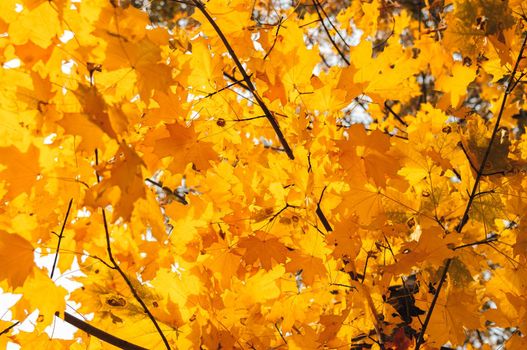 beautiful autumn leaves of yellow oak close up. Autumn landscape background. Autumn abstract background with golden oak. Autumn nature forest background for design. Copy space.