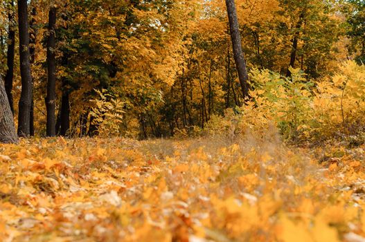 Autumn sunny landscape. Road to yellow forest. Autumn park of trees and fallen autumn leaves on the ground in the park on a sunny October day.