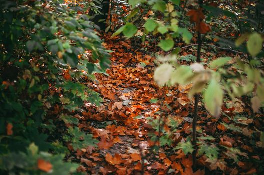 beautiful autumn yellow leaves on the ground in a park closeup. Autumn landscape background. Autumn abstract background with gold oak. Autumn nature forest background for design.