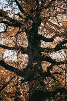Old oak tree with fallen leaves in the autumn in the forest. The concept of the onset of cold weather