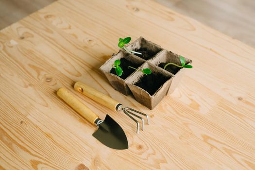 Peat pots with sprouted cucumber seeds on a wooden surface. Small garden equipment for planting small plants. Planting plants.