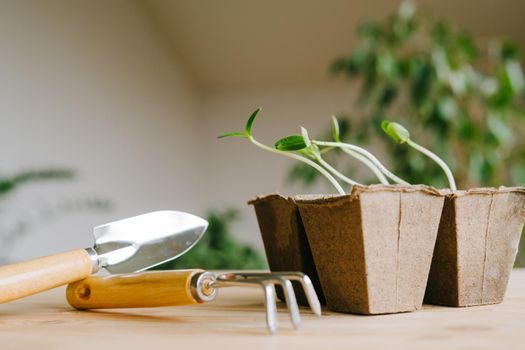 Peat pots with sprouted cucumber seeds. Small garden equipment for convenient planting of small plants. Growing seedlings at home or greenhouses.