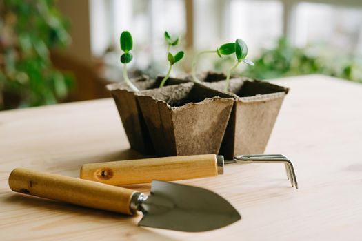 Peat pots with sprouted cucumber seeds. Small garden equipment for convenient planting of small plants. Growing seedlings at home or greenhouses.
