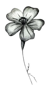 Black and White Hand Drawn Marigold Flower Isolated on White Background. Marigold Flower Drawn by Black Pencil.