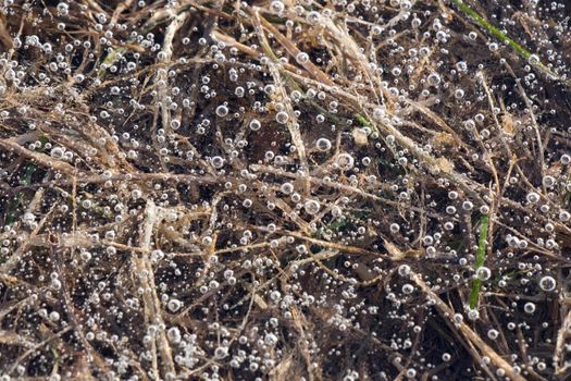 Air bubbles in the frozen water, ice background