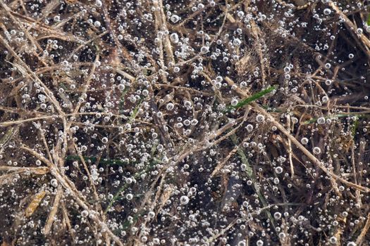 Air bubbles in the frozen water, ice background