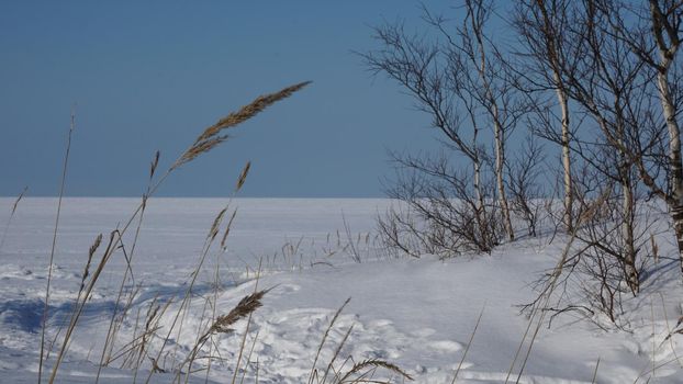 Dry blade of grass against the background of a snowy landscape. White sea and dunes in winter