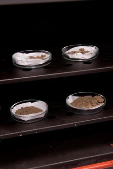 Glassware with soil samples. Laboratory research. Close-up.