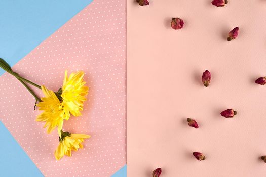 Three yellow chrysanthemum flowers and some small dried rosebuds against pink and blue background. Nature, floral concept. Close up, copy space for your text or images. Mock up, top view