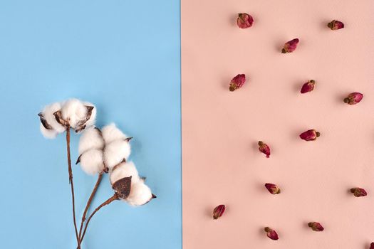 Three white flowers of cotton and some small dried rosebuds against pink and blue background. Nature, floral concept. Close up, copy space for your text or images. Mock up, top view, flat lay