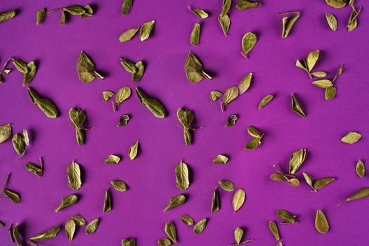 Lots of small dried green leaves on twigs against purple studio background. Concept of nature and plants. Close up, copy space. Top view, flat lay