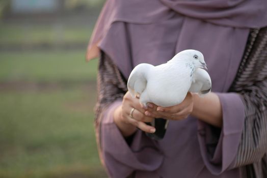 pigeon birds in nature