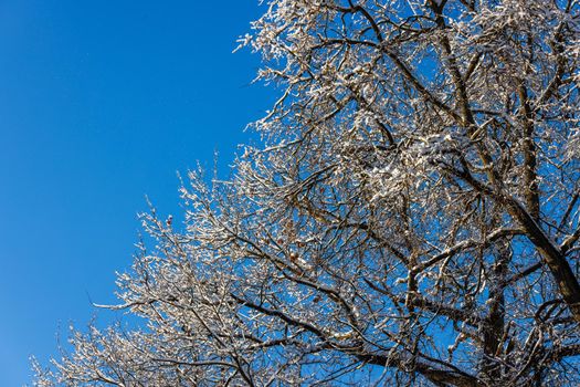 snow covered winter bare foliar tree branches on clear blue sky background with direct sunlight, upward view