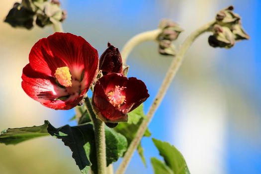 Phymosia Umbellata plant in the garden in Spain