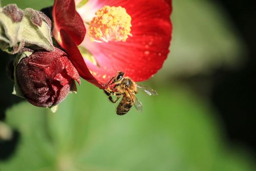 Phymosia Umbellata plant and bee pollination in the garden in Spring