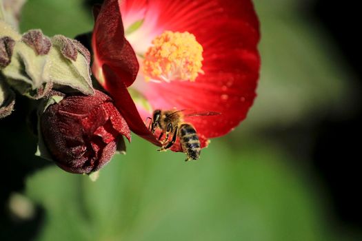 Phymosia Umbellata plant and bee pollination in the garden in Spring