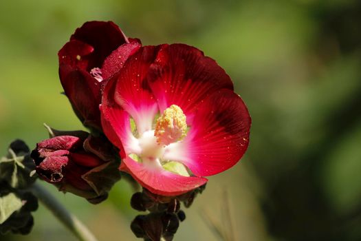 Phymosia Umbellata plant in the garden in Spain