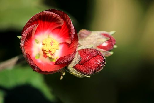 Phymosia Umbellata plant in the garden in Spain