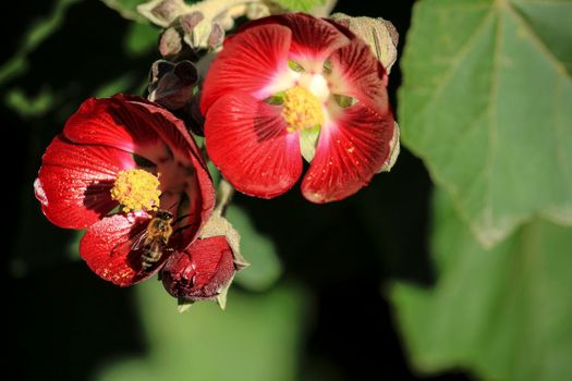 Phymosia Umbellata plant and bee pollination in the garden in Spring