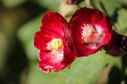 Phymosia Umbellata plant in the garden in Spain