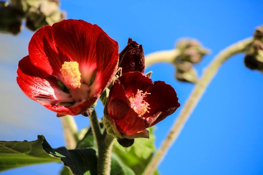 Phymosia Umbellata plant in the garden in Spain