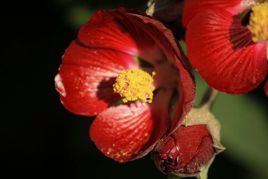 Phymosia Umbellata plant in the garden in Spain
