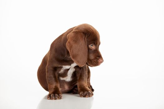 Studio portrait of a cute little brown puppy 