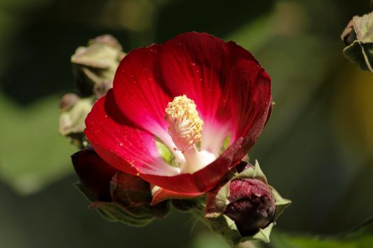 Phymosia Umbellata plant in the garden in Spain