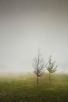 Landscape of trees in the mist, Madeira Island, Portugal