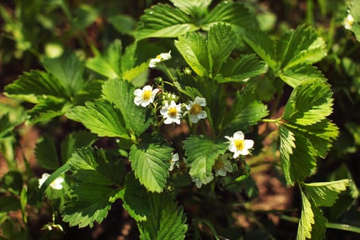 Garden in spring - strawberry flowers (Fragaria × ananassa) and leaves wet from dew.