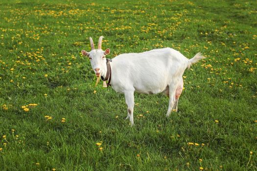 Goat with udders full, looking into camera on spring green meadow with yellow dandelions.