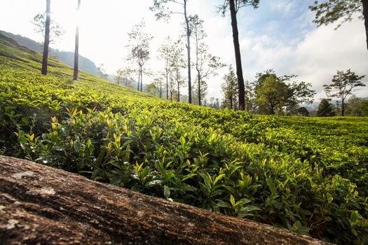 Tea gardens, leaves of Camellia sinensis shrubs illuminated in morning sun. Kandy, Sri Lanka