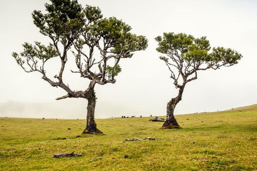 Beautiful landscape of Ancient trees in Madeira Island - Portugal