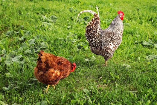 Gray rooster and hen following it on green lawn.