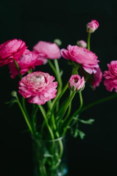 The ranunculi are pink on a black background. Spring bouquet for birthday, Mother's Day, March 8, International Women's Day, anniversary. Happy Valentine's Day. Vertical image.