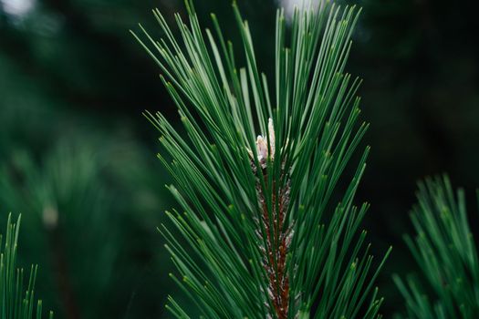 Pine branches. Juicy green needles. Natural background.